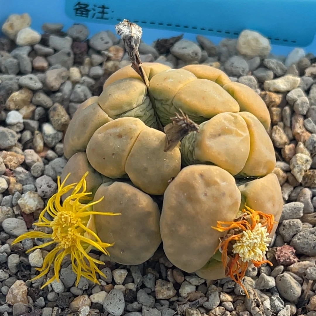 7872六头绿神笛群一颗