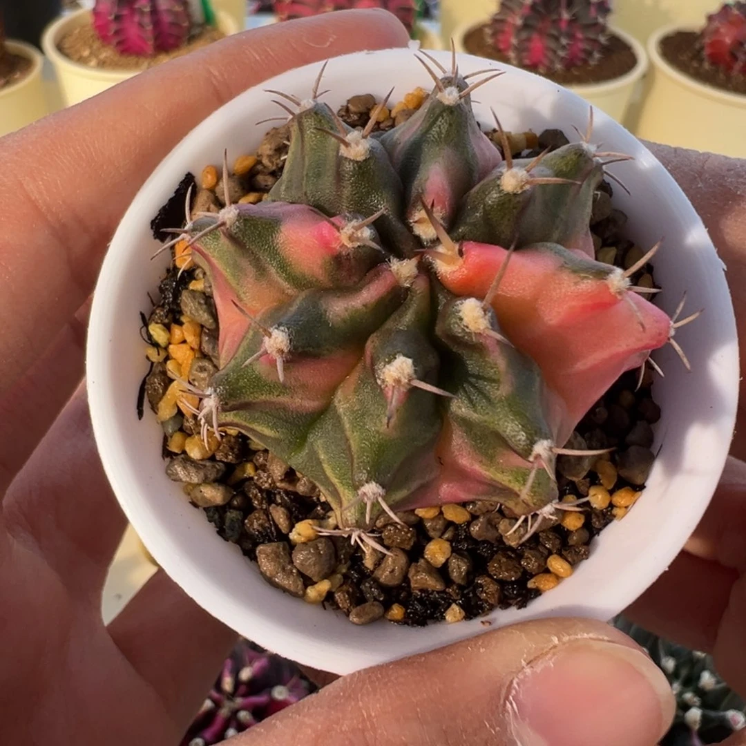 44 好看的米哈冲冲冲