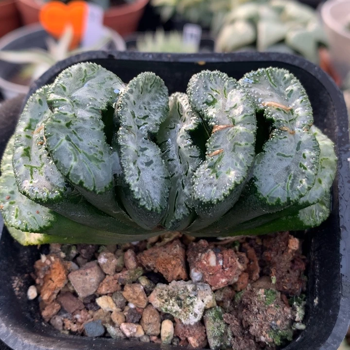 荒肌玉扇，带盆发货