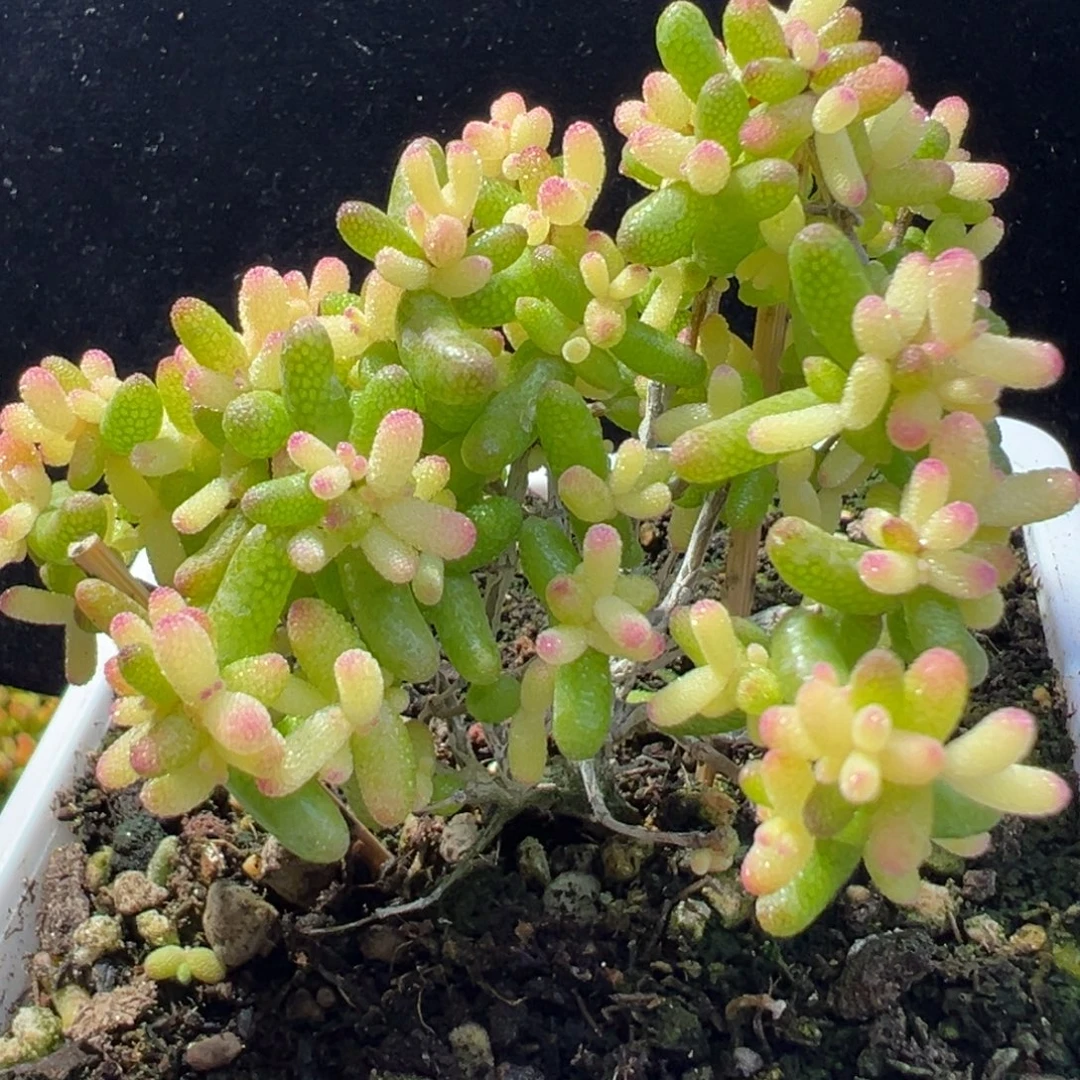 dy073糖球黄锦飞机猪直杆