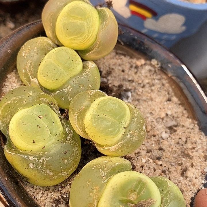 30503大拉登一颗