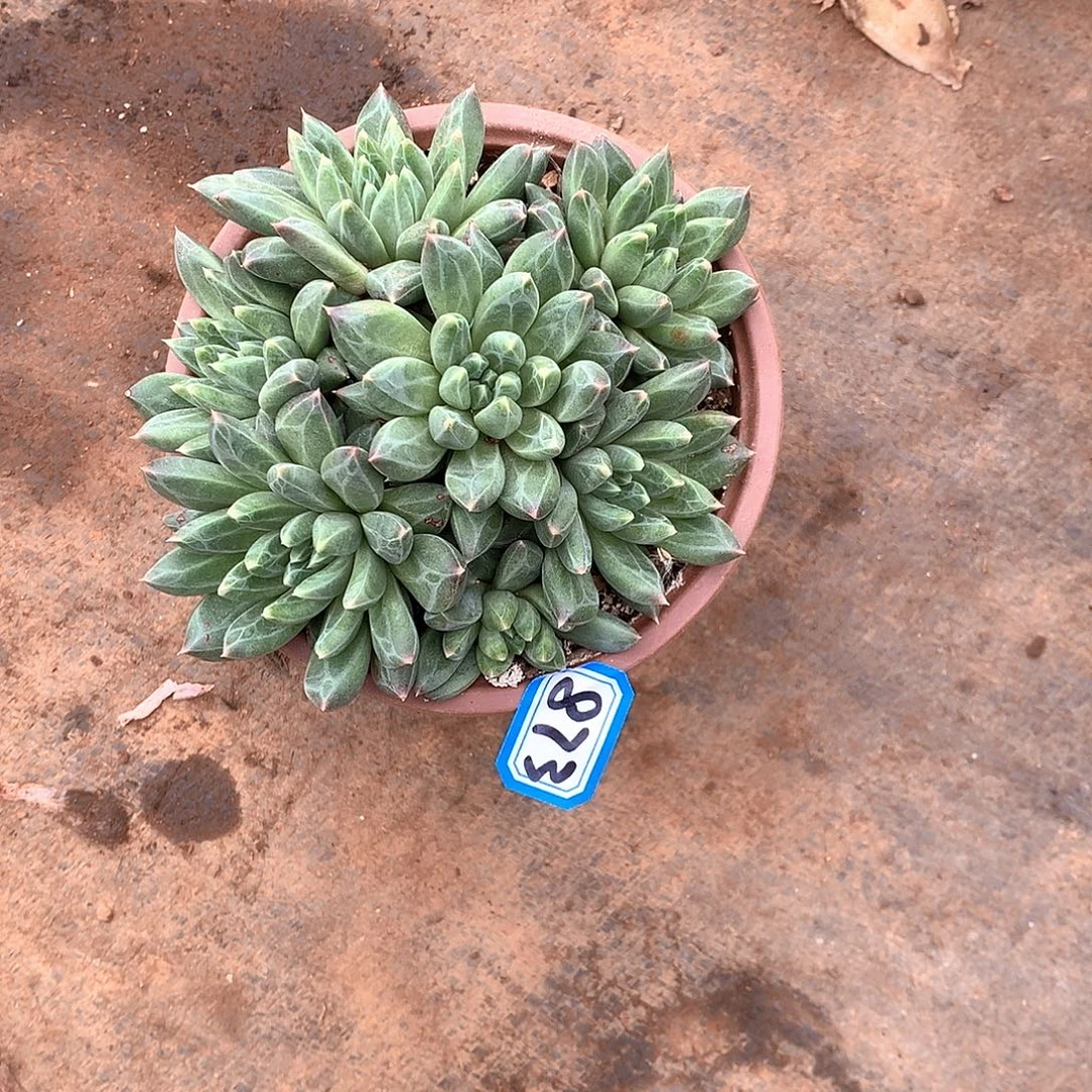 873美人 一物一拍多肉