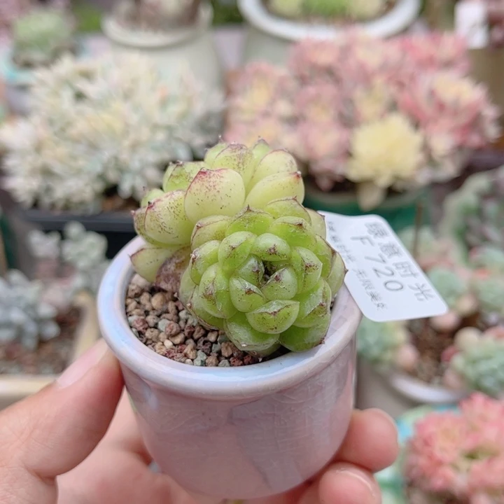 720 黑水晶玫瑰 带陶瓷盆发货 满28包邮