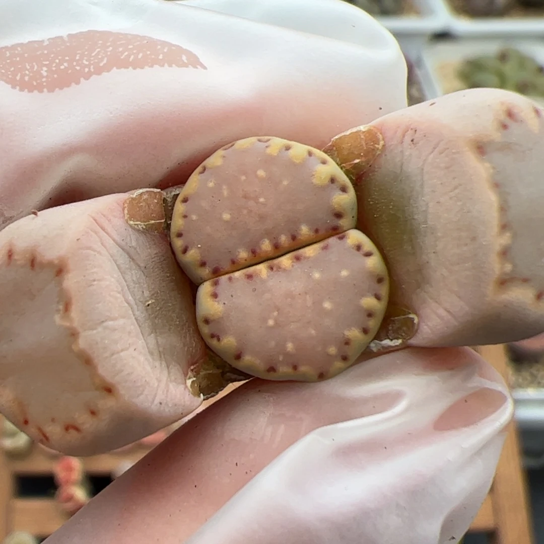 0105号饼干 多肉植物