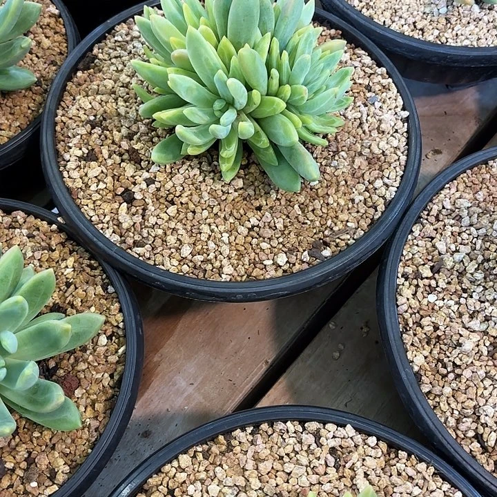 霞***姐多唯奇四头精品多肉盆栽