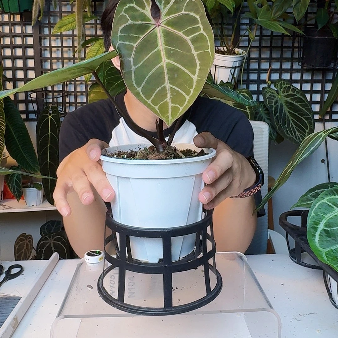 龙***6完全开放一物一拍N103