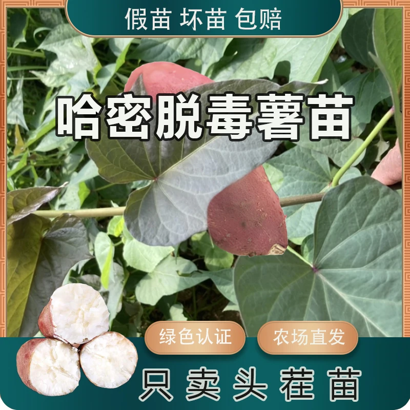 红薯苗秧苗老品种糖心蜜薯红瑶地瓜苗高产板栗哈密西瓜红红薯苗秧