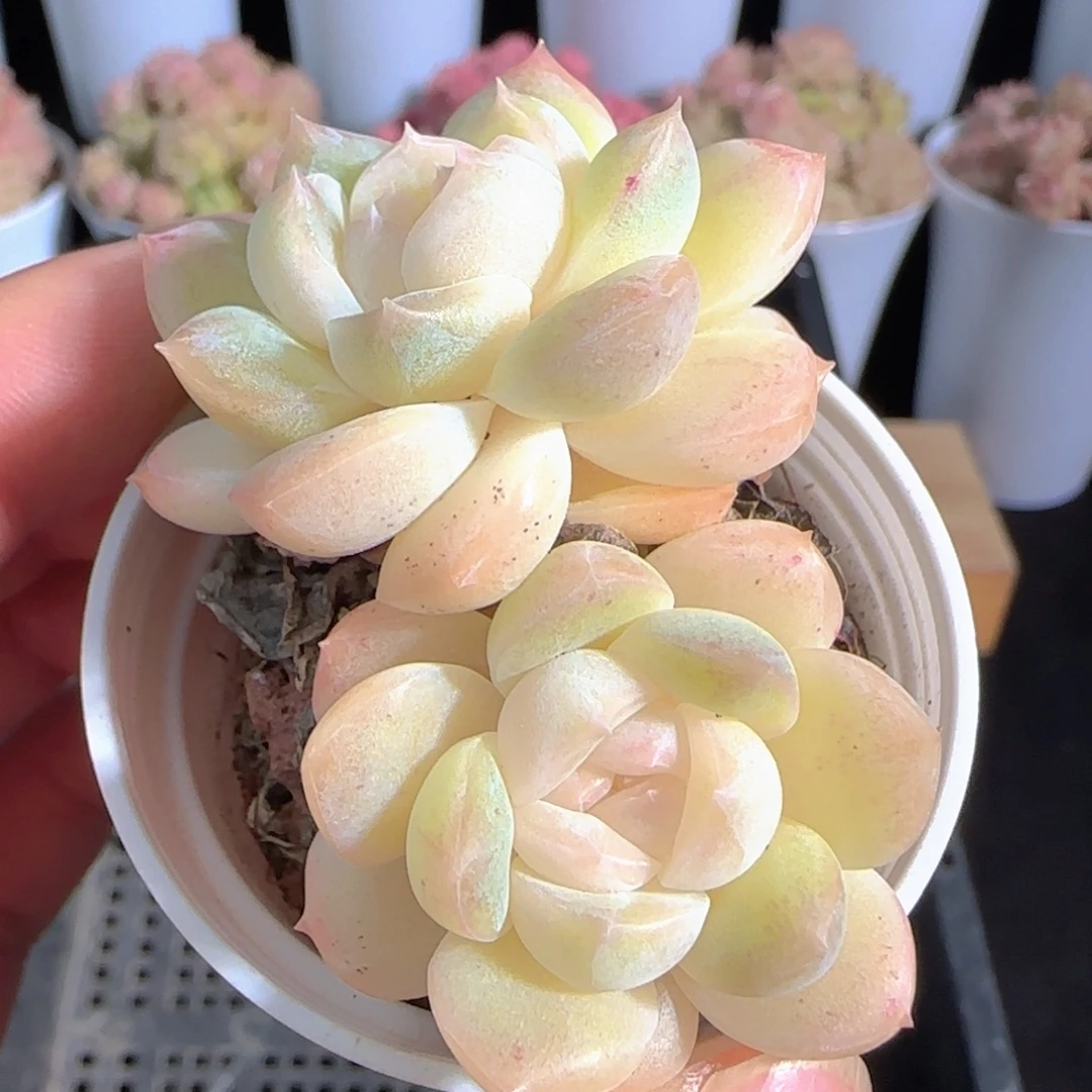 多肉0105-20白桃汽水双头