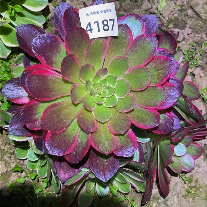 4187粉花妖多肉植物