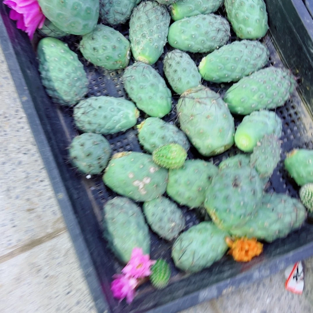 下85习志野黑刺斑点歪无根侧芽5公分左右20包邮