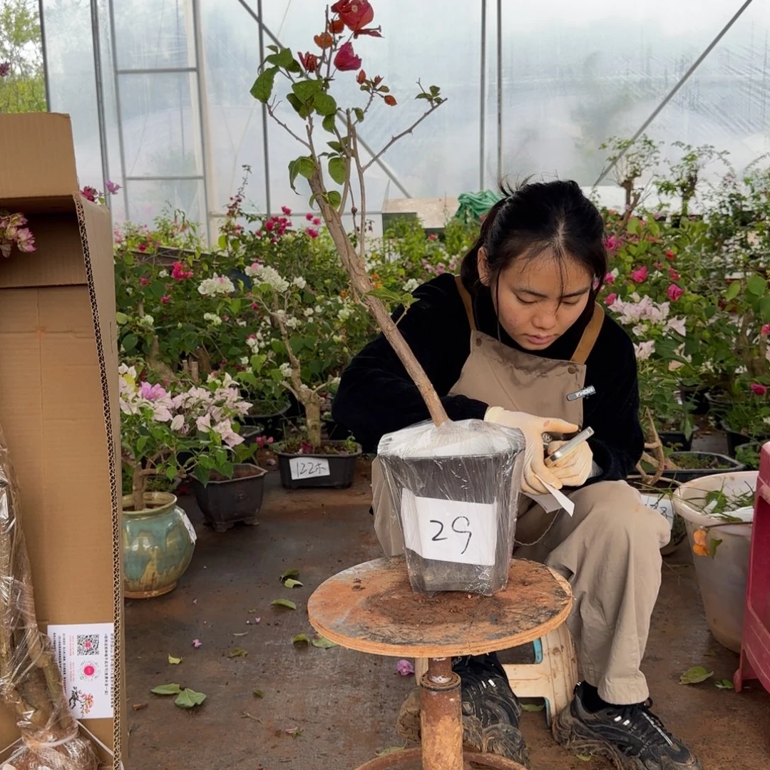 大部分花苞少量开放波妹 29