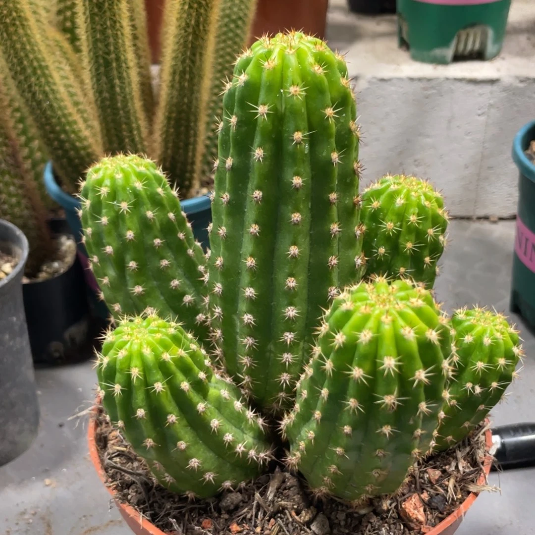 新品群生光阴一物一拍34