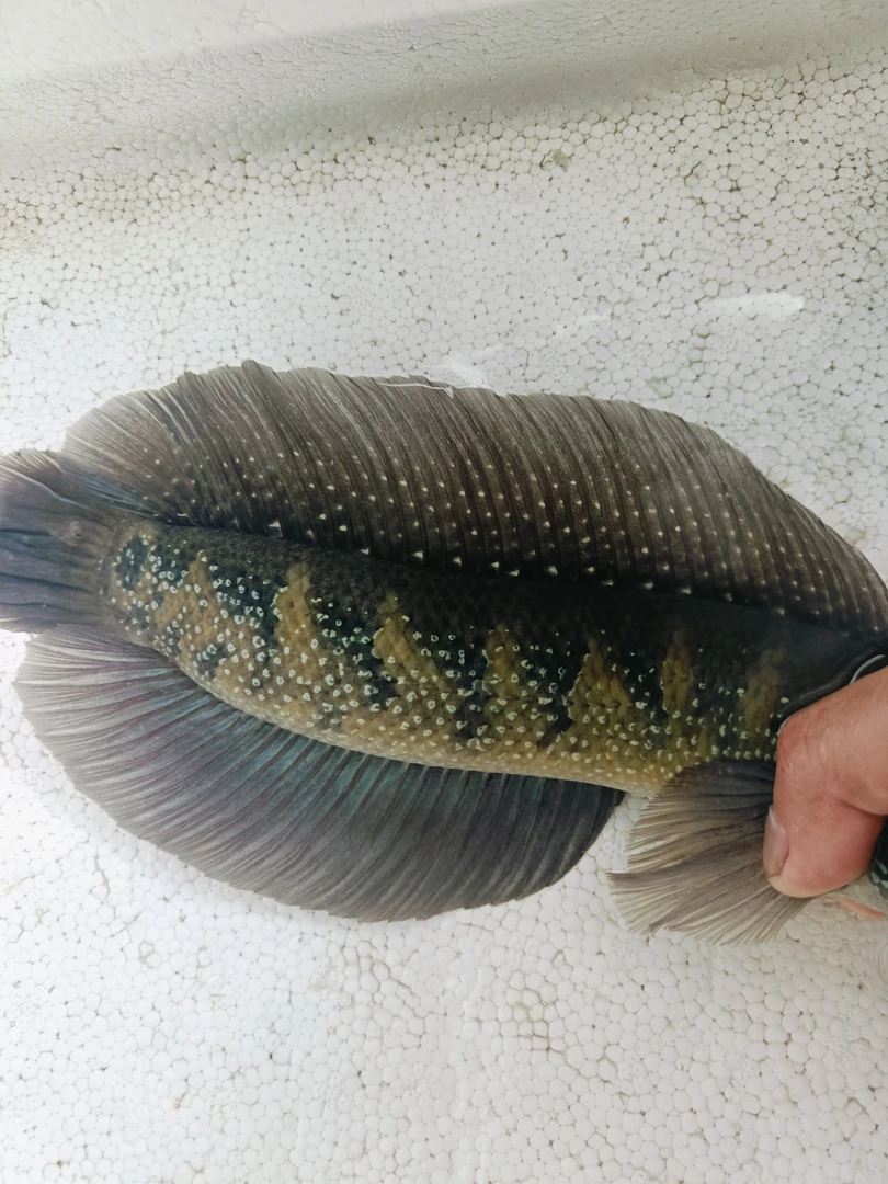 七星雷龙鱼大帆月鳢淡水凶猛观赏鱼鱼观赏鱼鱼鲜活观赏鱼七星鱼