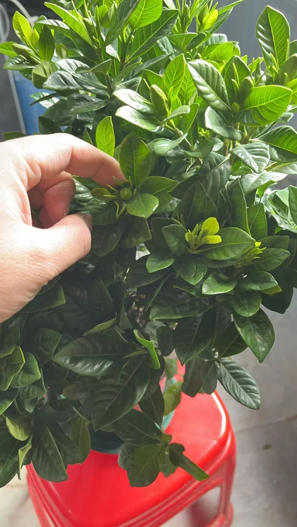 特大盆浓香重瓣带花苞栀子花盆栽室内花卉四季好养净化空气