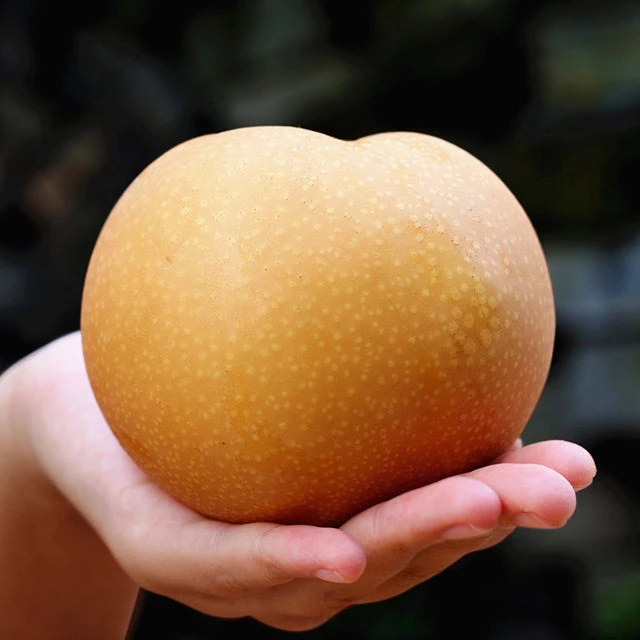 全爸农产品山东正宗秋月梨脆甜多汁细嫩化渣新鲜水果产地直发