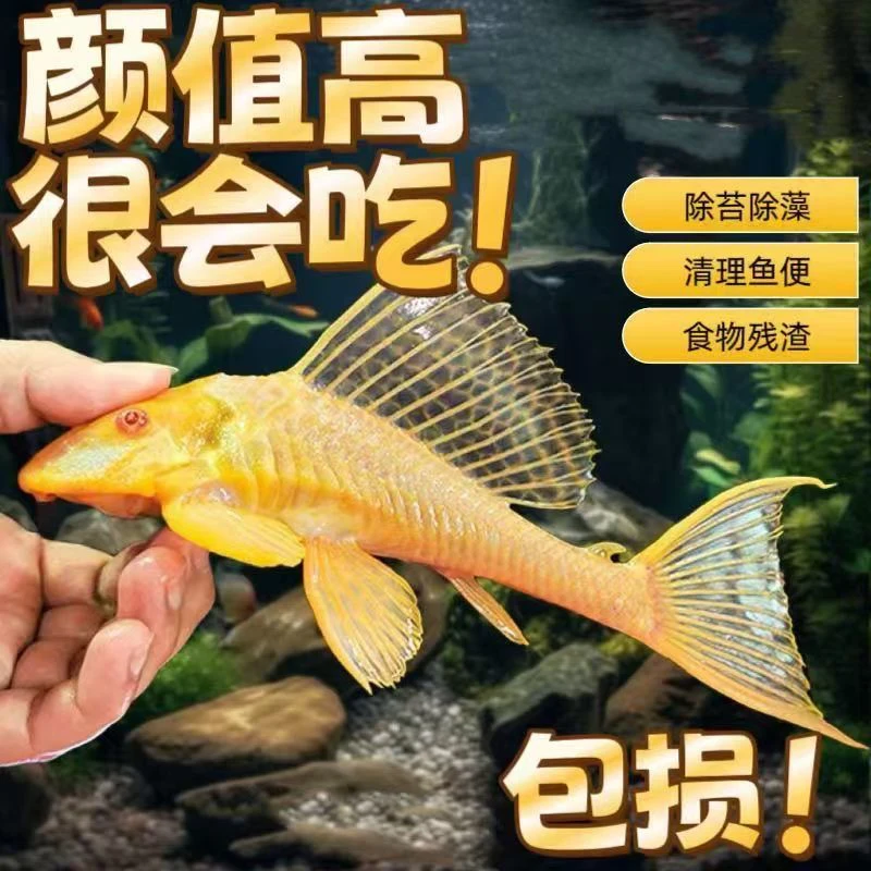 女王清道夫工具鱼红眼大帆大型小型清洁鱼缸鱼池鱼粪便吃藻观赏鱼