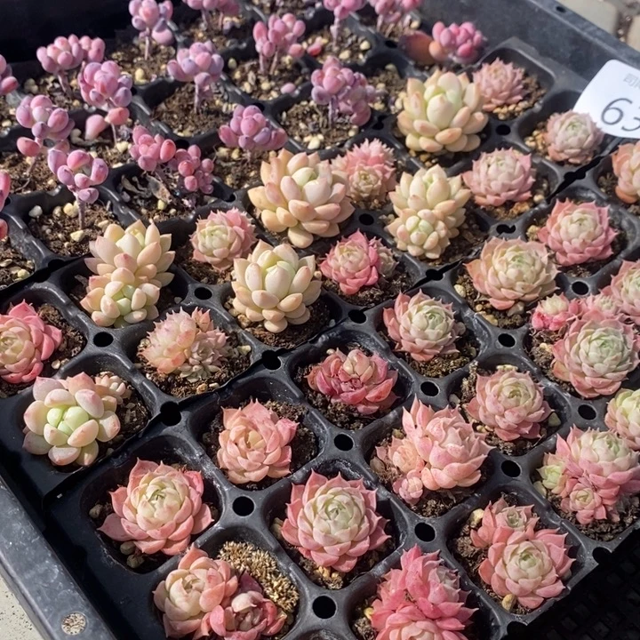 63 多肉植物盆栽花卉