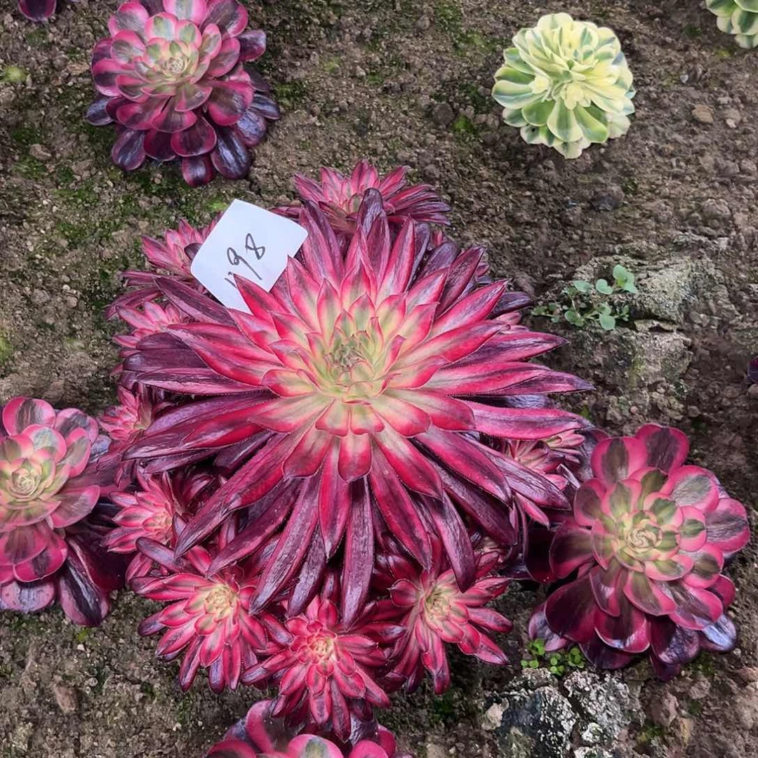 四***姐多肉法师锦朱雀