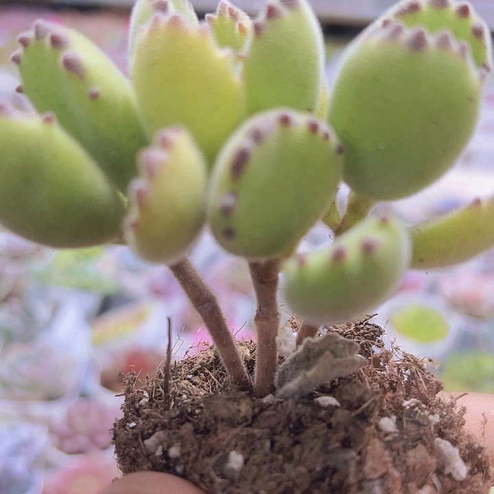 绿熊19包邮有d哦肉植物