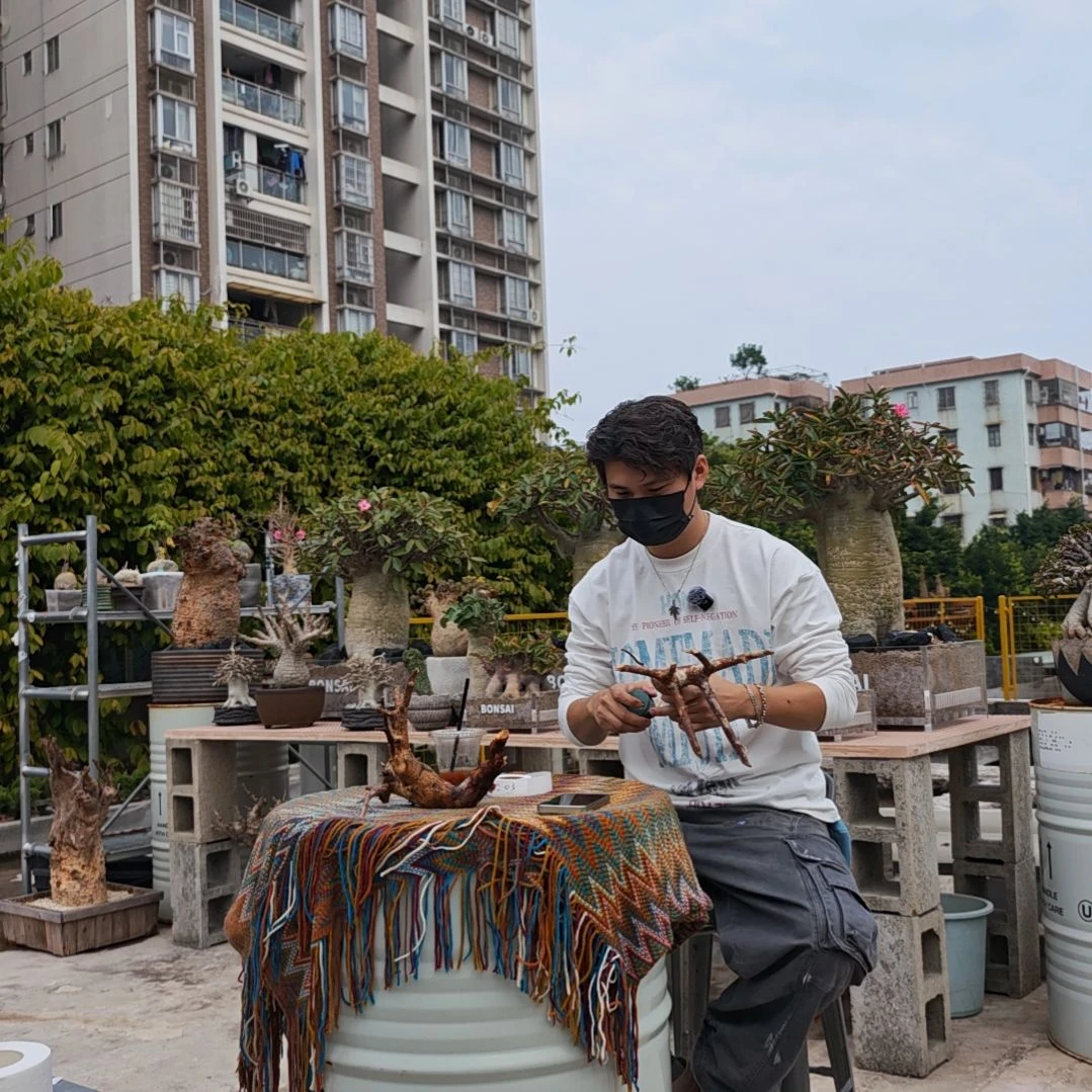 平***t威迪2一物一拍橄榄