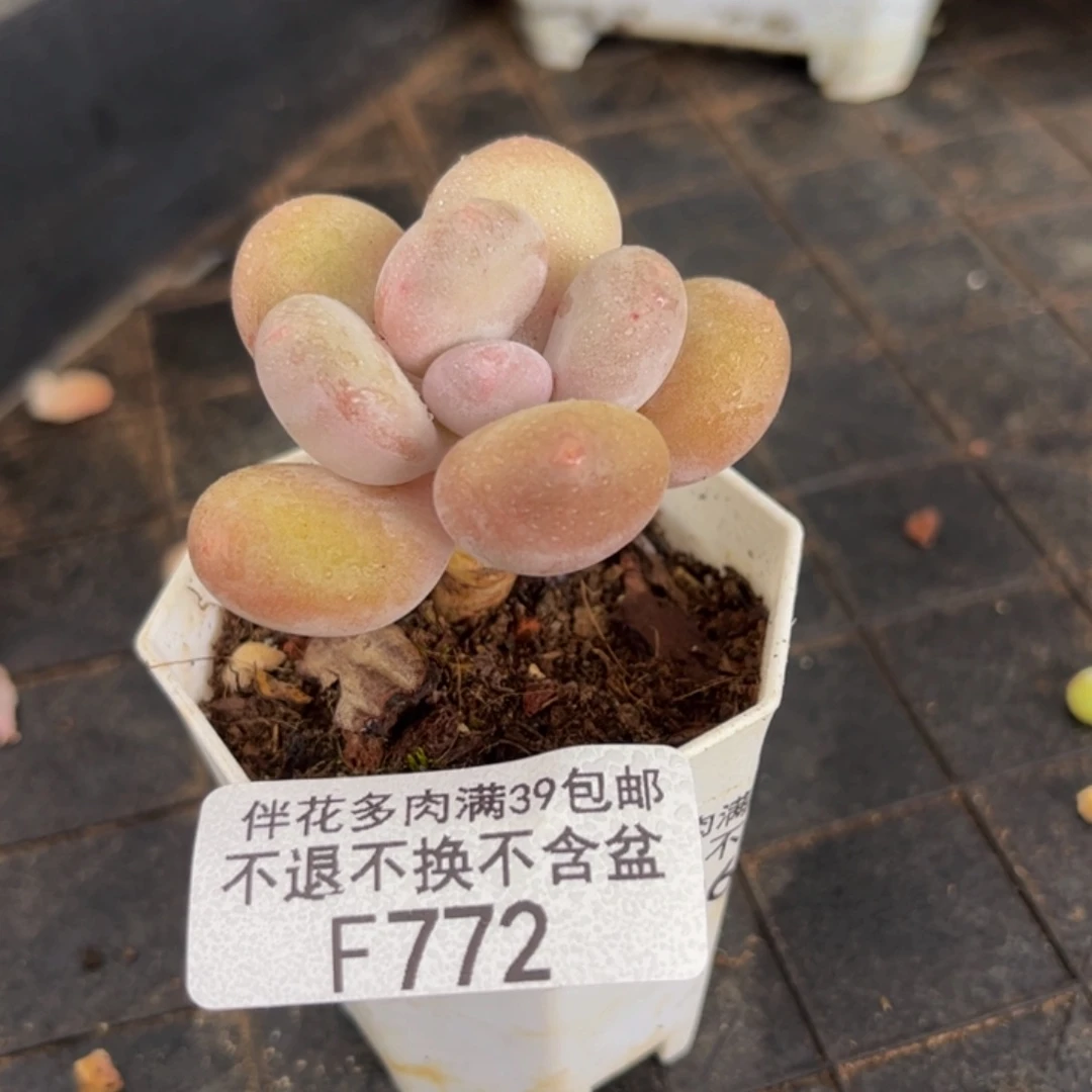 772-橙雪球多肉3cm