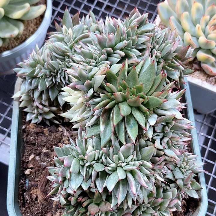 心***飞东云锦缀化多肉植物