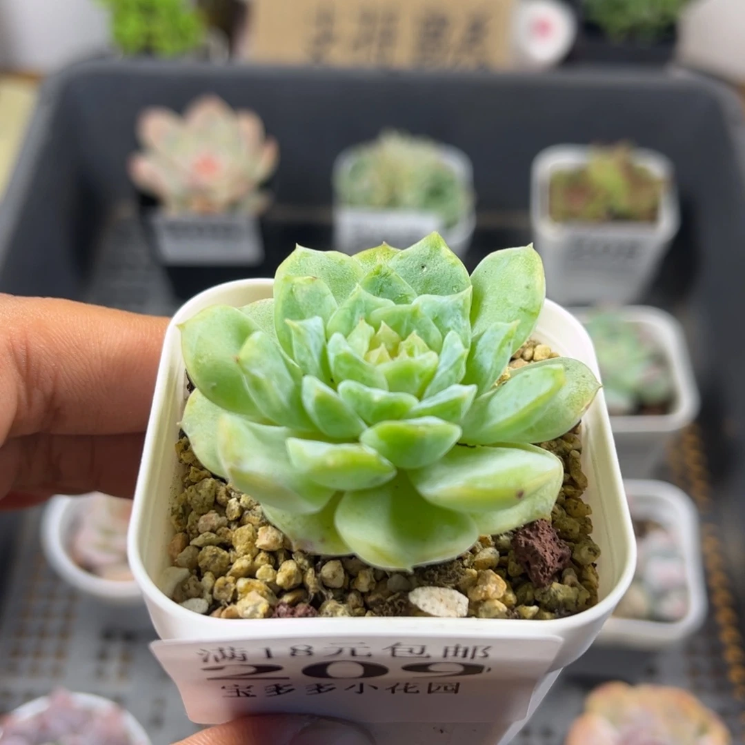 日系纯爱到手一颗一物一拍满18包邮满26送一颗小肉肉
