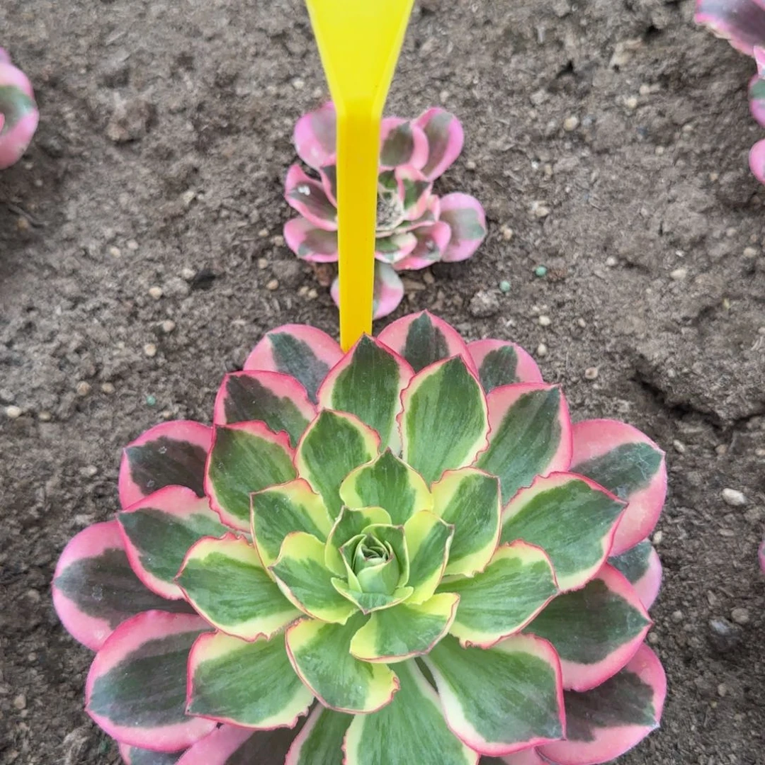 4193---如意多头多肉植物