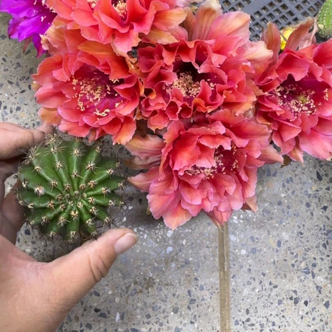 208彩草舞裙歪无根侧牙4公分左右，20包邮