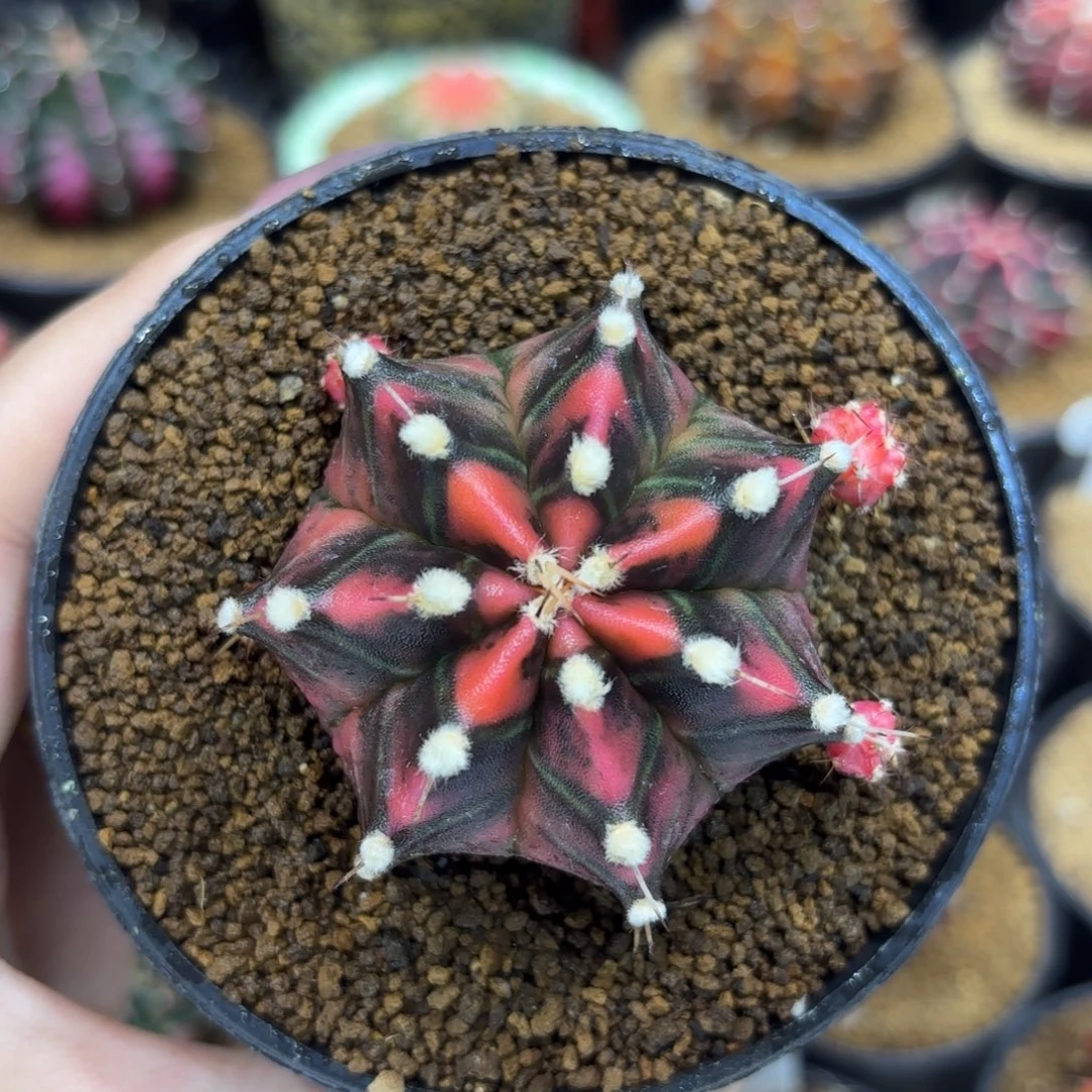 5.4cm泰系实生 带盆土发货