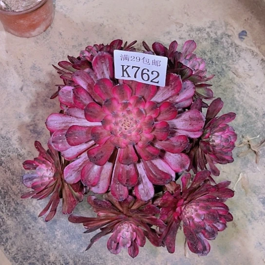 762红金刚多肉植物