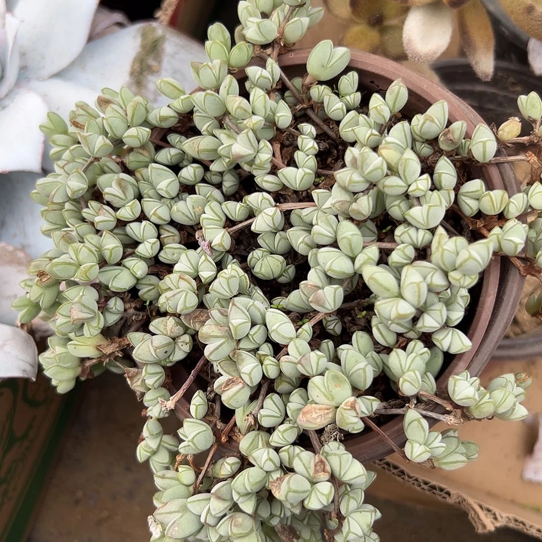多肉植物碧玉莲开花