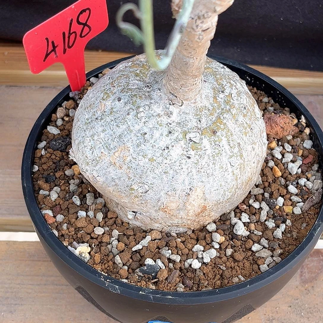 潮流植物魔妃雪花西番莲，4168