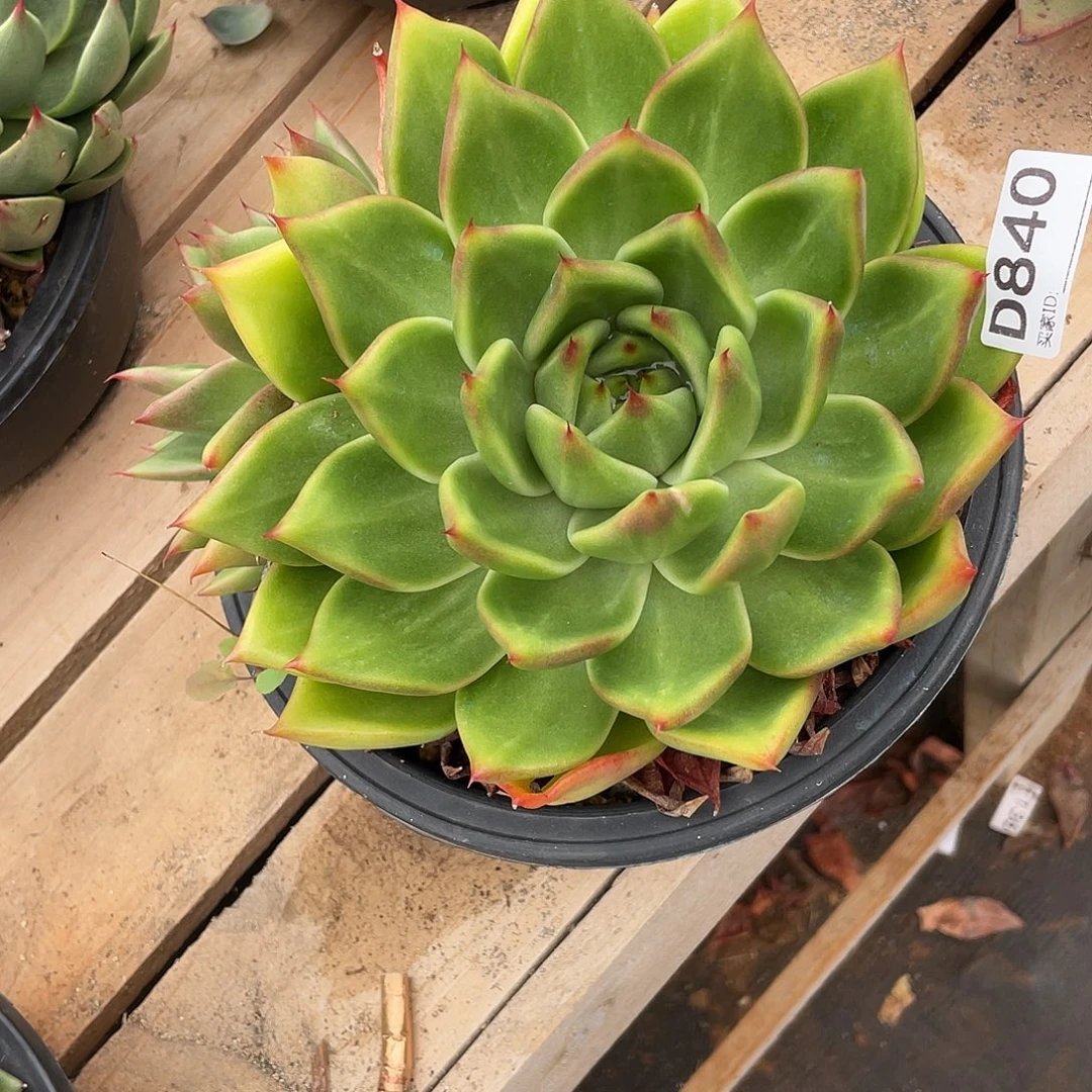 若如东云组拍D840