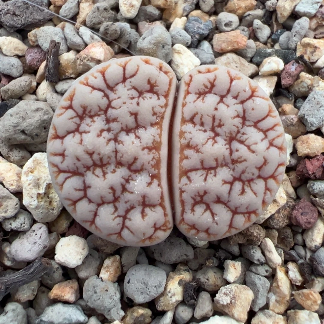 1961粗纹凹凸睫毛金纹189