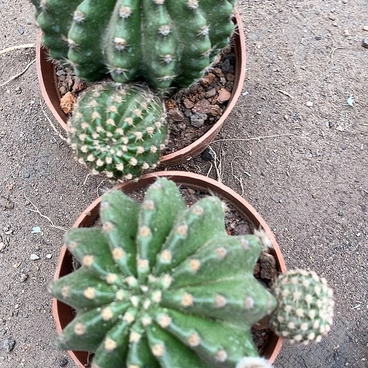 2个龙桃金仙人球346788