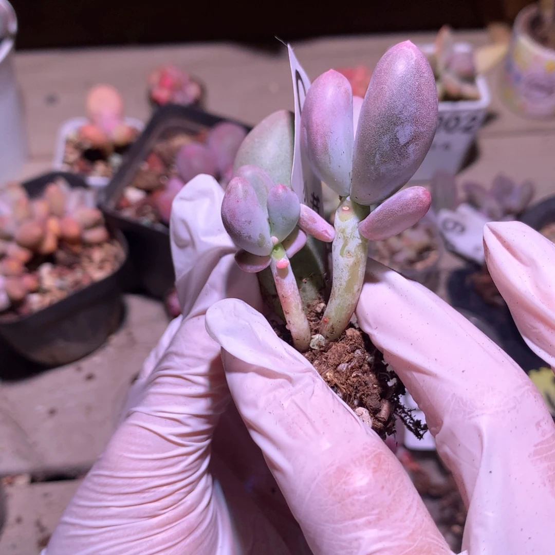 380 米可奶酪多肉米可奶