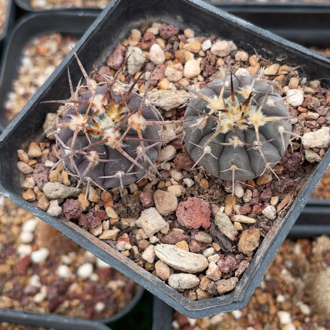 鹿角柱实生仙人球强刺天平