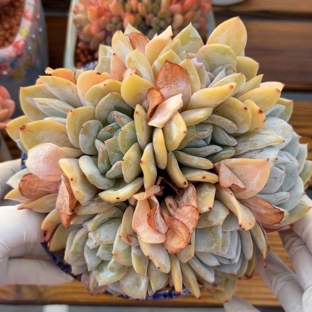 雪特自然群多肉植物