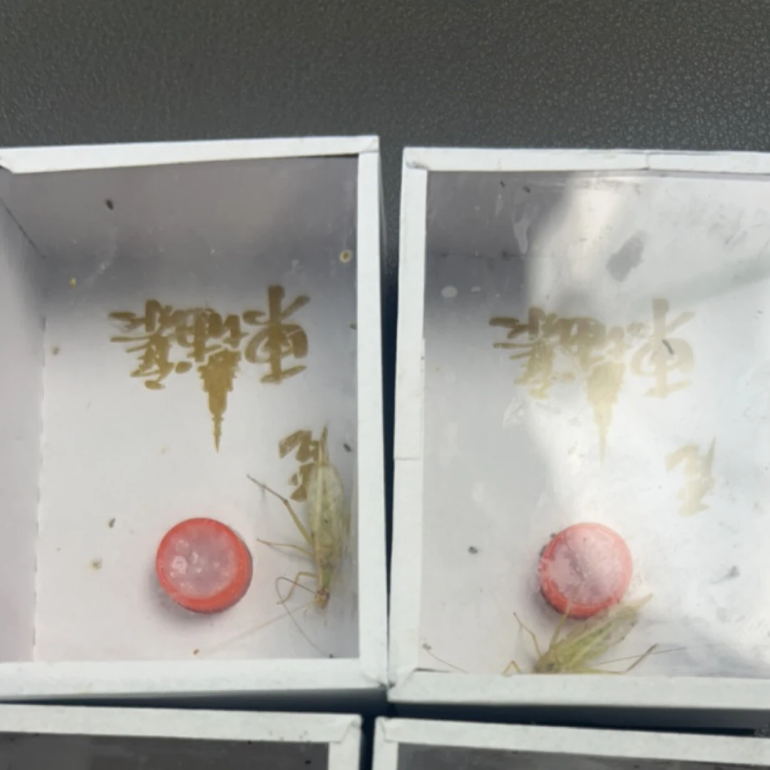 柬埔寨竹蛉4只断须福利