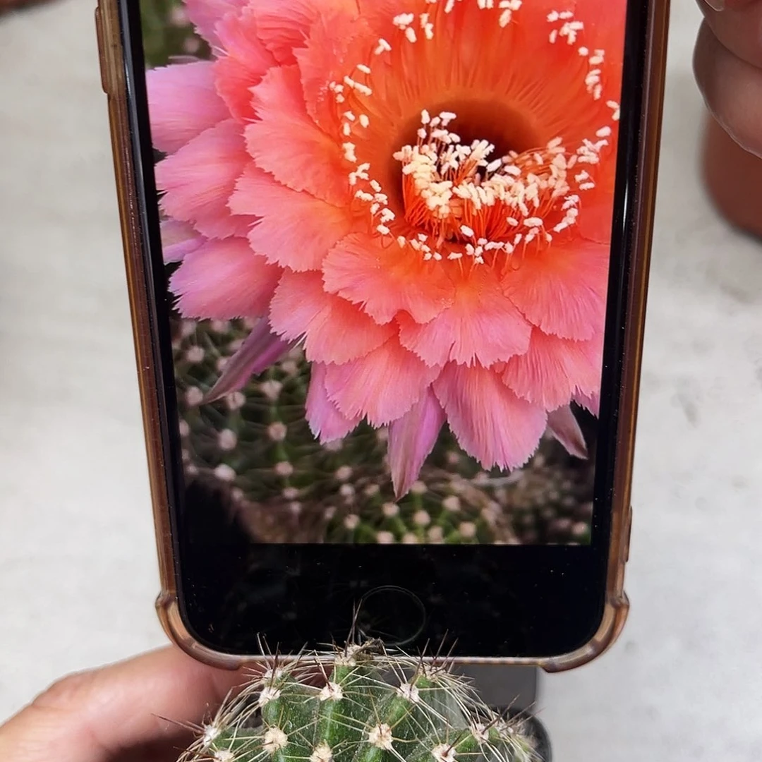 彩草香羽带根4公分左右