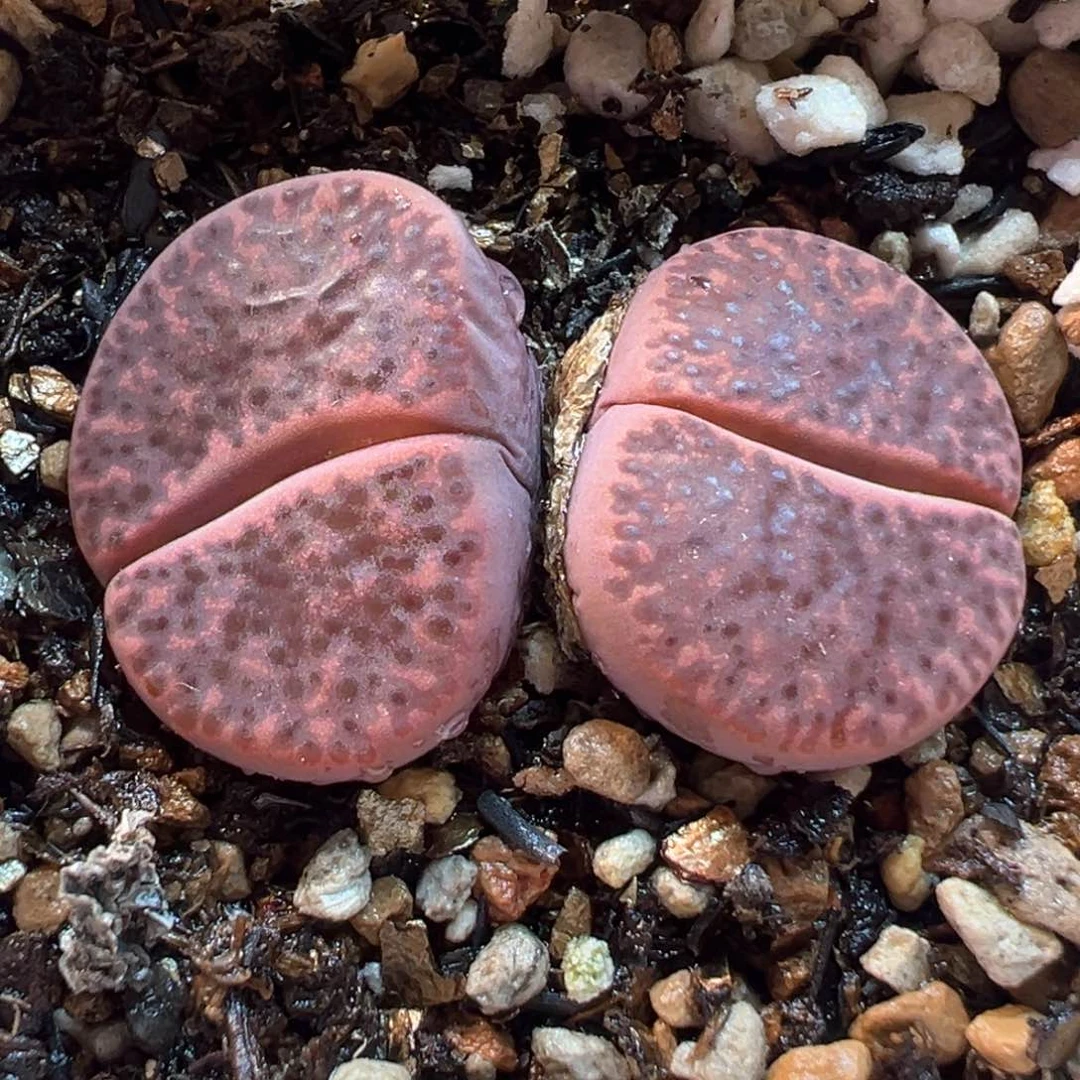 016多肉植物种类多样