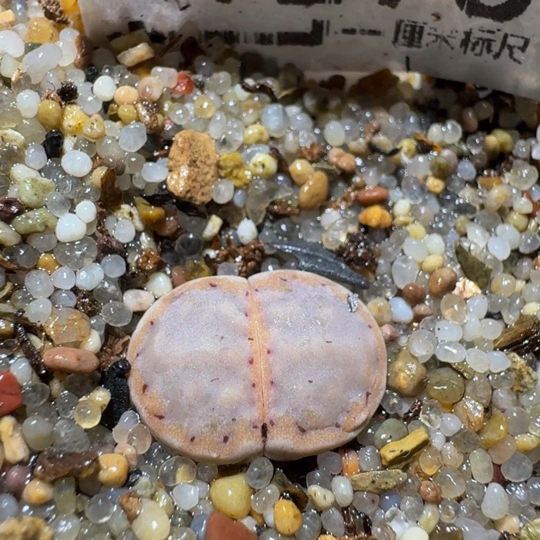 zzzz生石花钱肉锥1278