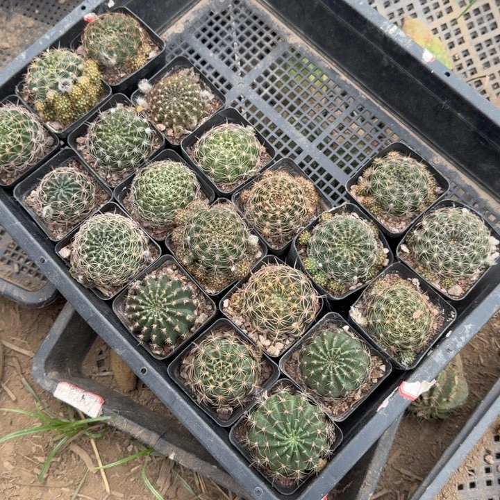 276丽花带盆发货软3公分左右一个，20包邮