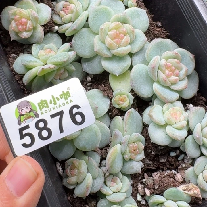 浅***浅多肉植物多肉植物