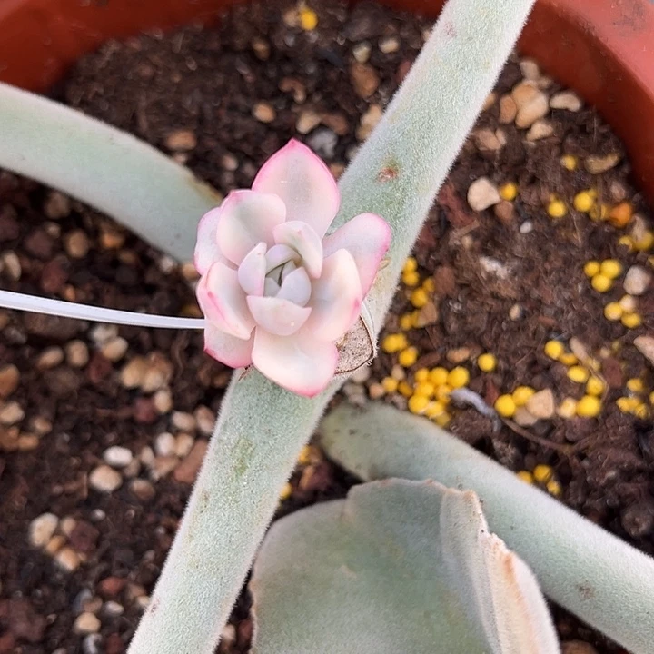 粉月亮锦多肉植物的