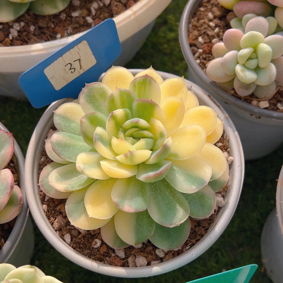 福利来了来了来了来啦