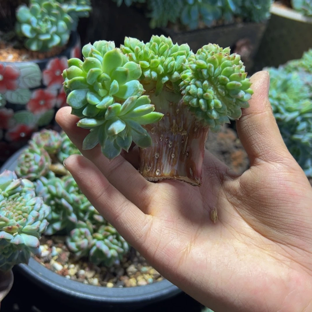 天天开心 紫心山茶花冰魄缀