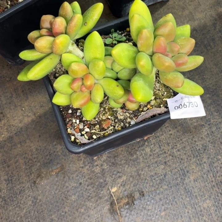 梦***沙多肉一物一拍6730