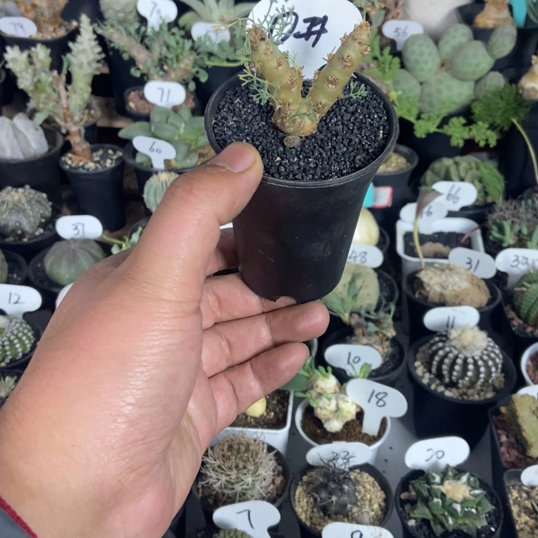 白皮月界一物一拍